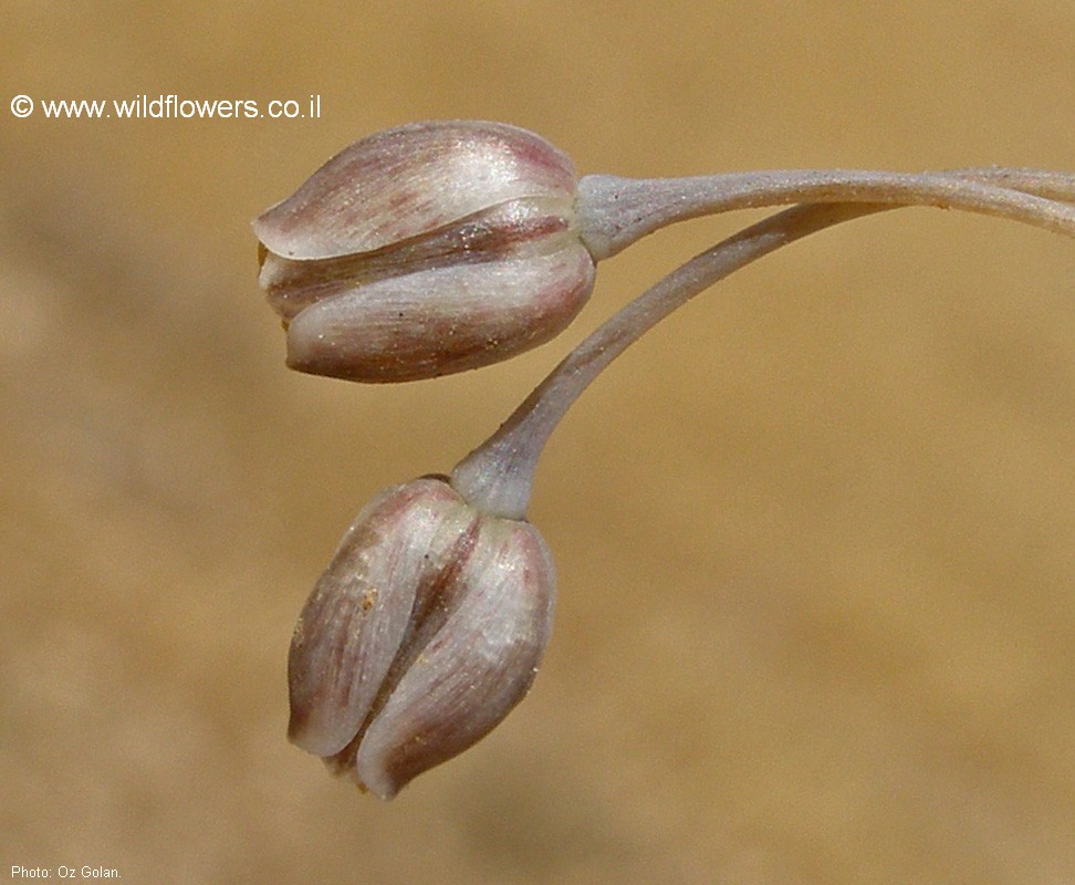 Allium kollmannianum